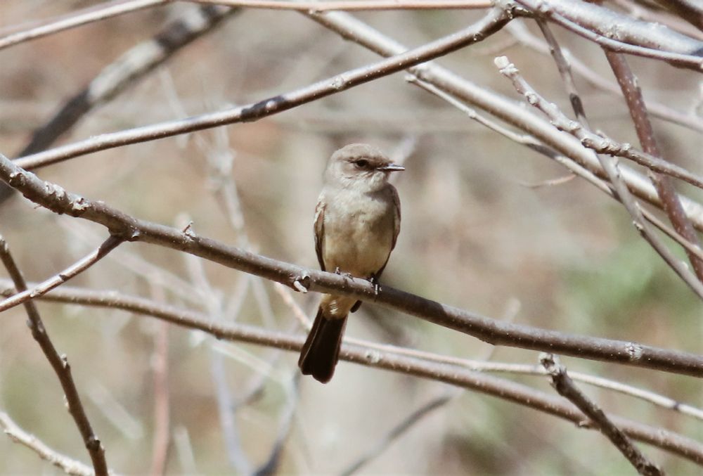 a Say's Phoebe on a tree branch