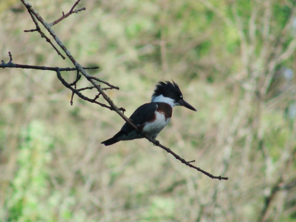 A female Belted Kingfisher on a tree branch.