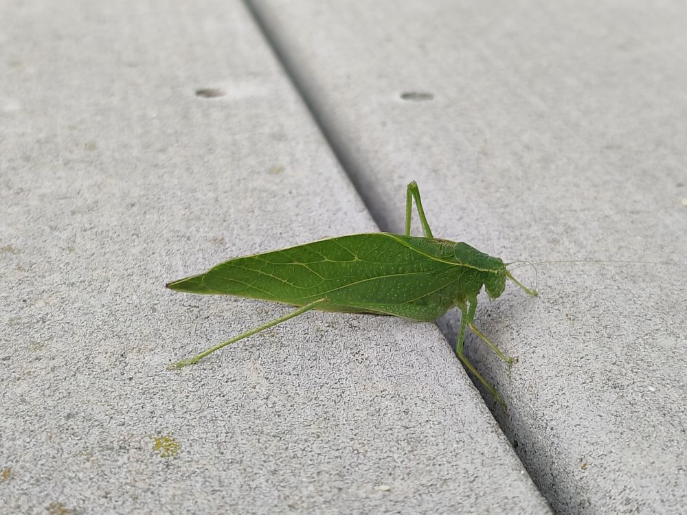 a katydid 