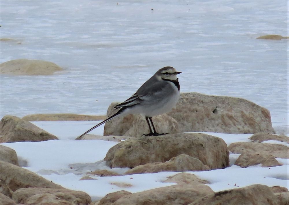 A White Wagtail standing on a rock.