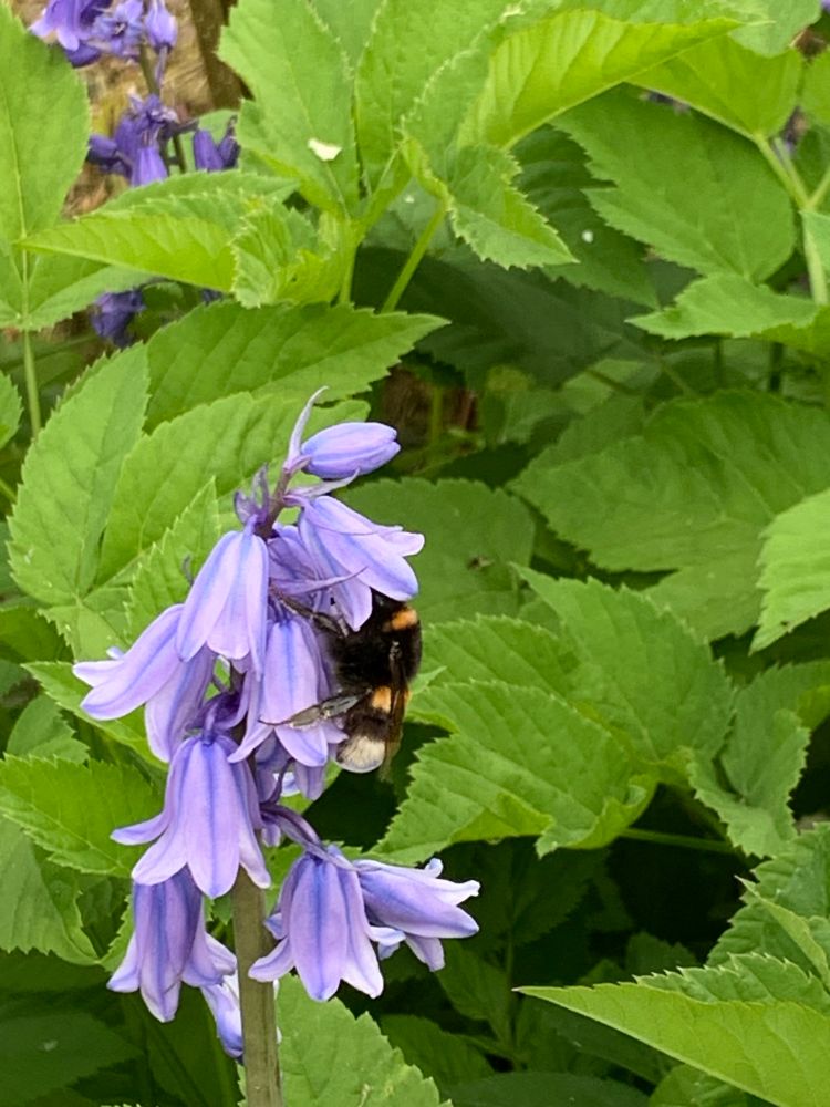An einem Blütenstand der Hasenglöckchen zapft eine Hummel Nektar ab. Im Hintergrund Giersch-Blätter.