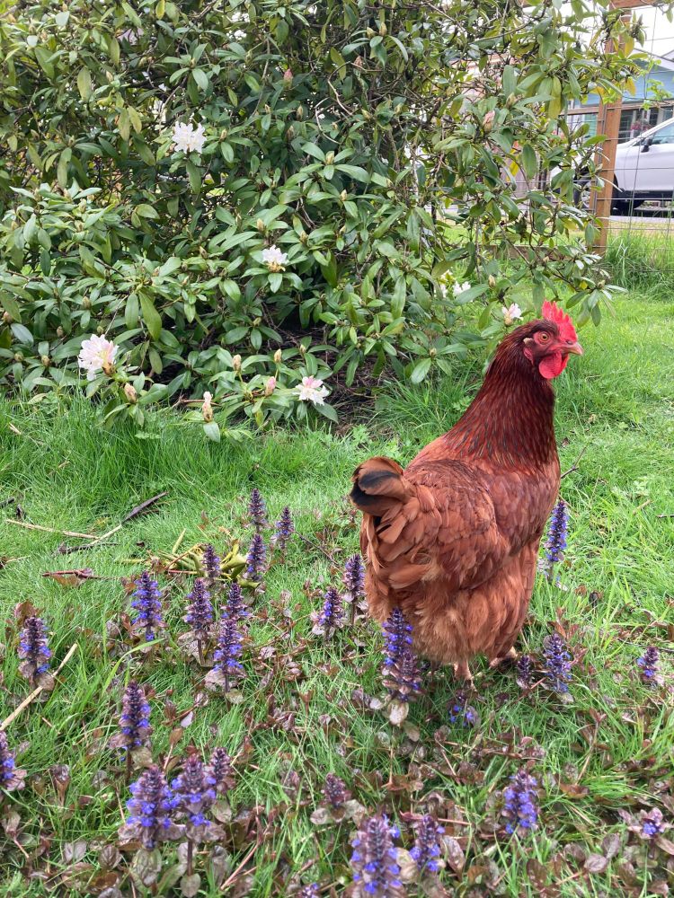 a chicken standing in a patch of bugleweed flowers in front of a white rhododendron bush