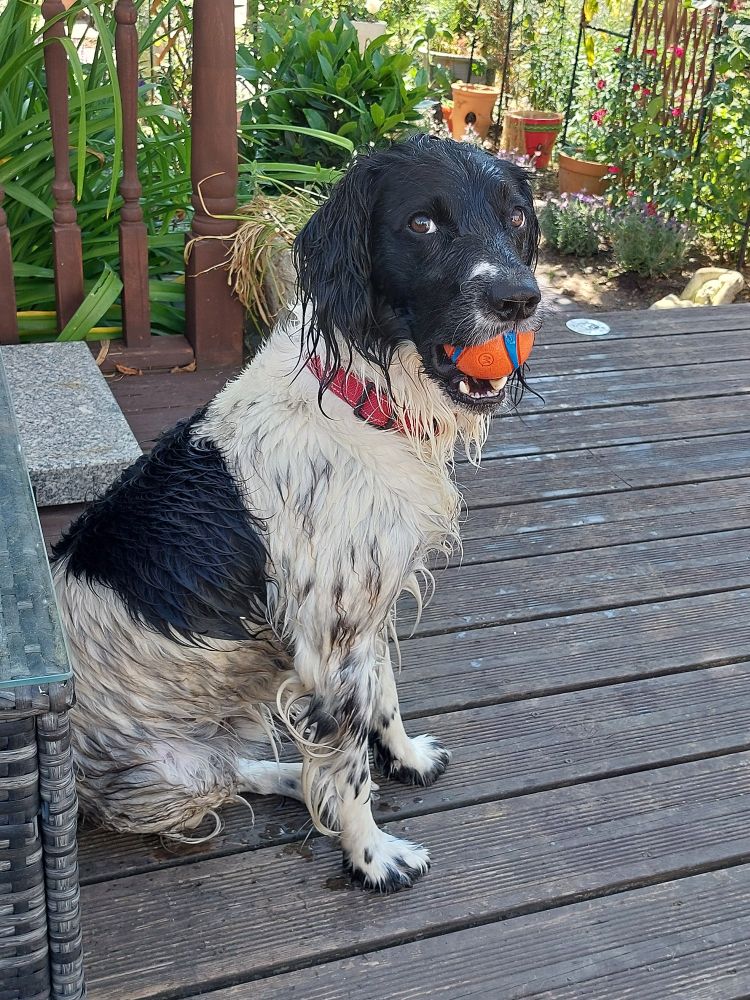 Pippin the English springer spaniel 3 years 3 months 