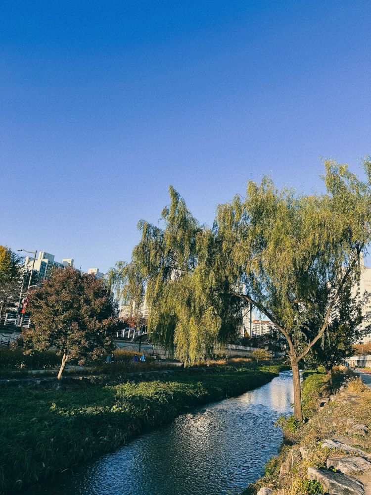 개울가에 수양버들이 보이고 하늘은 푸르다