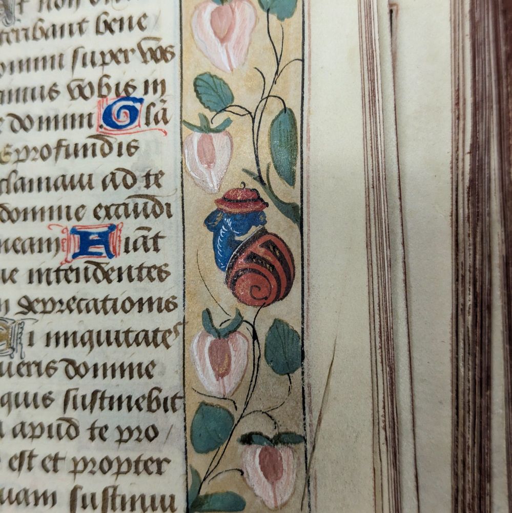 Details of the right hand side marginalia from a 15th century manuscript. It shows a narrow panel of illustrations of pink flowers and green leaves. In the centre of the composition is an illustration of a blue snail wearing a red shell and a matching red bucket hat.