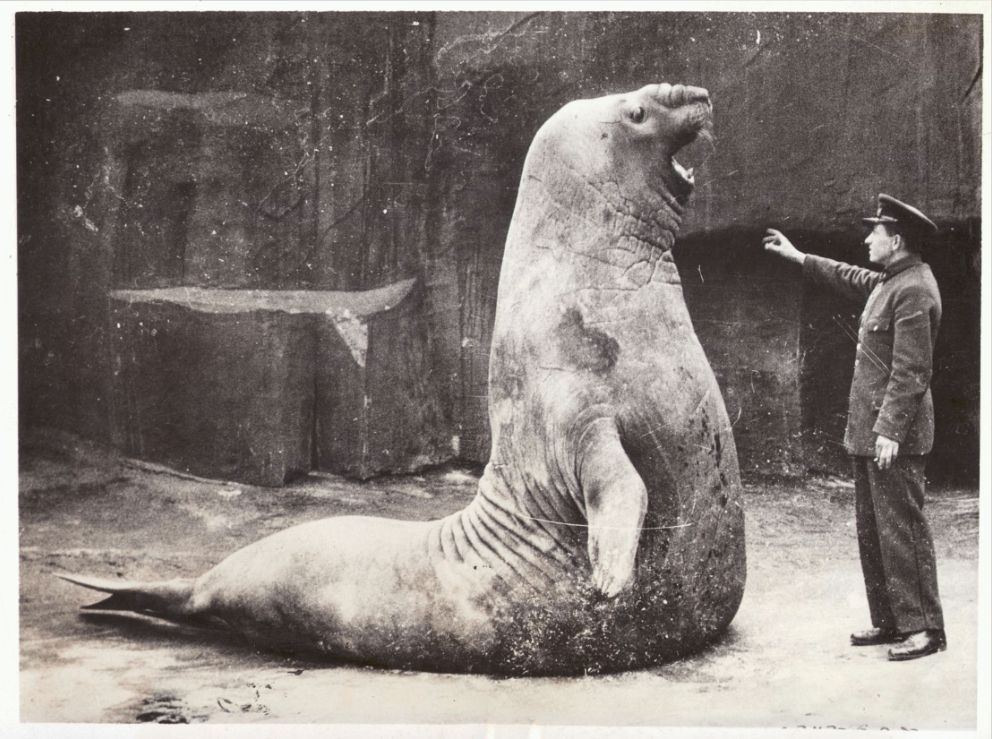 a black-and-white photo from 1936, photographed for a newspaper. The photo shows a very large sea lion on the left. It is lifting itself up to approximately 7 feet in height and is facing a human man on its right-hand side. the man is in a uniform and is holding his arm up outstretched towards the sea lion. The man appears calm and friendly towards the giant animal.