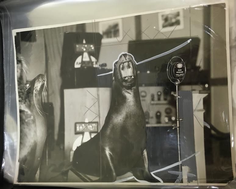 Black and white photograph of a sea leopard in a recording studio, 'singing' into a microphone.