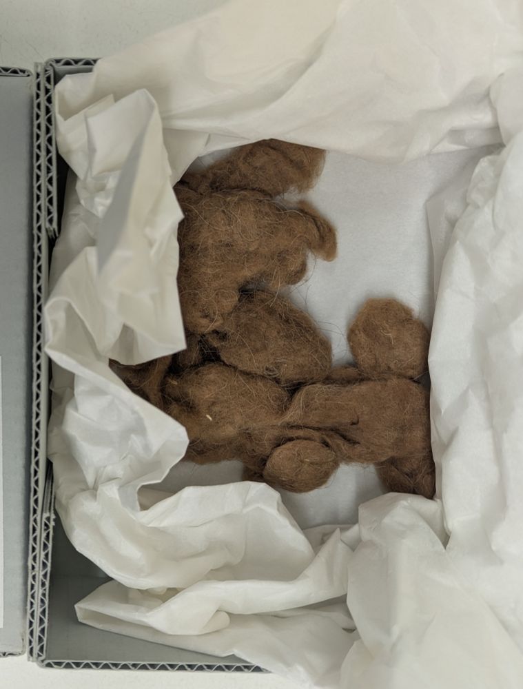Photograph looking down into a grey cardboard box. Inside the box is white tissue paper and brown clumps of hair.