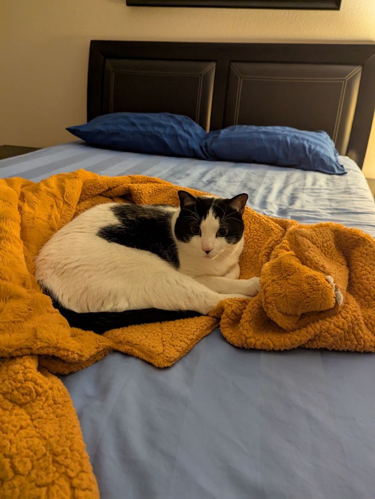 A very cute but large male cat.