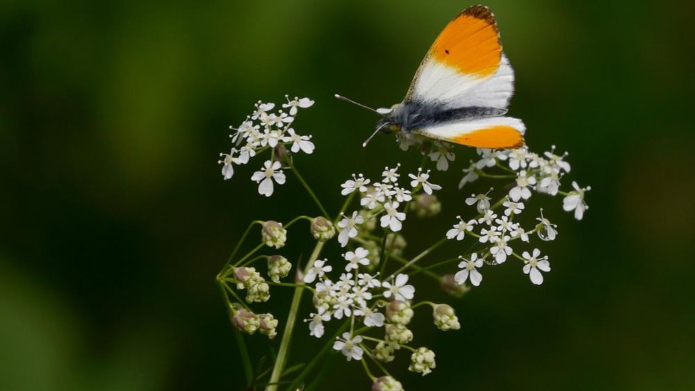 NANO vom 19. Juni 2024: EU stimmt neuem Naturschutzgesetz zu