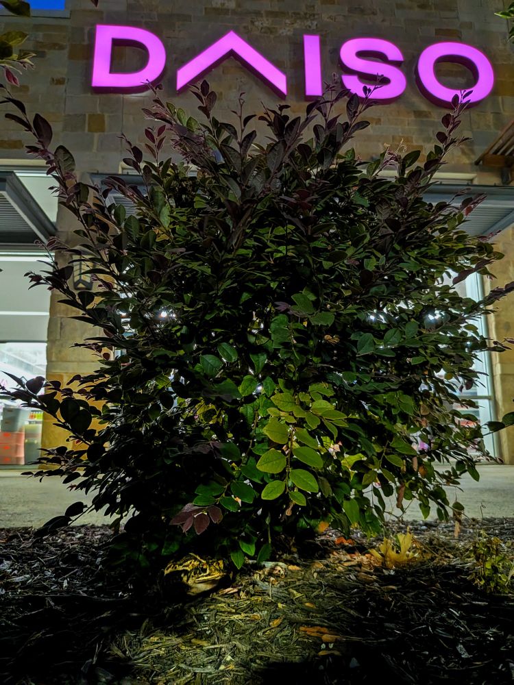 A frog hiding in a bush in front of an illuminated Daiso at dusk