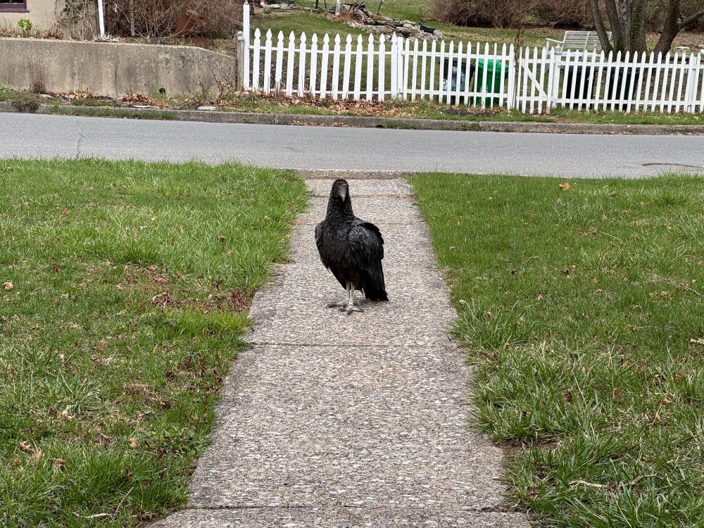 A black vulture standing on a sidewalk path with the street in the background. It has just landed and is looking at the poster as if they will give it something.
