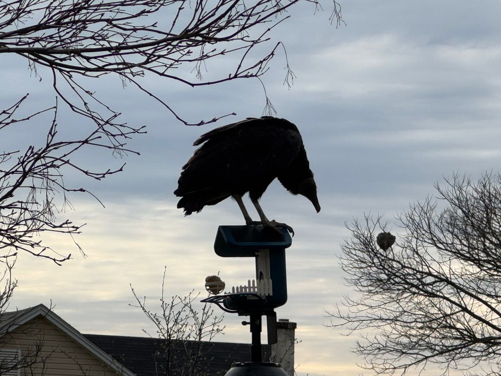 A black vulture standing on the roof of a pole-mounted Bird Buddy feeder. A bright but cloudy sky is in the background. The bird is hunched and looking downward.