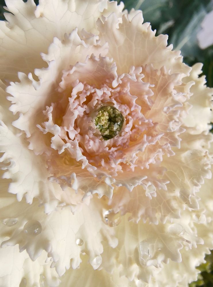 Decorative kale detail, white shading into rosy pink. A large bead of water is suspended in the very center.