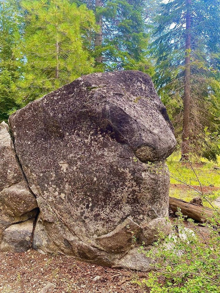 a large rock in pine forest from an angle that looks like a squared headed man with a big nose frowning
Taken at Donner Pass on the nature trail of the Donner Party Museum in CA, July 2025