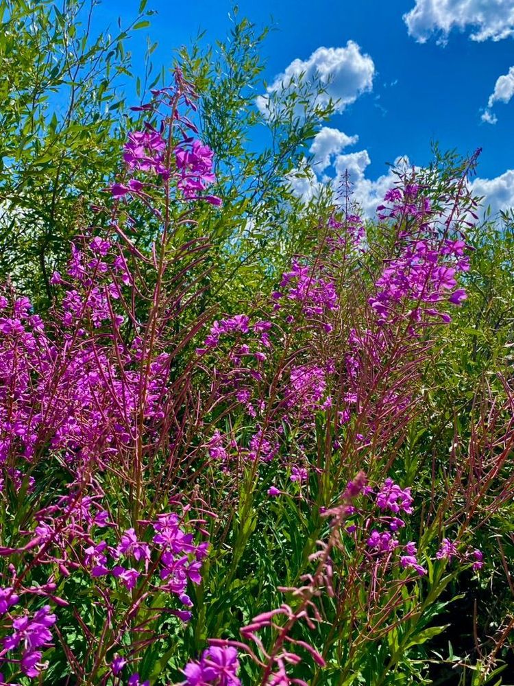 blooming fireweed in the Serene Lakes, CA, blue sky with a few clouds
July 2025