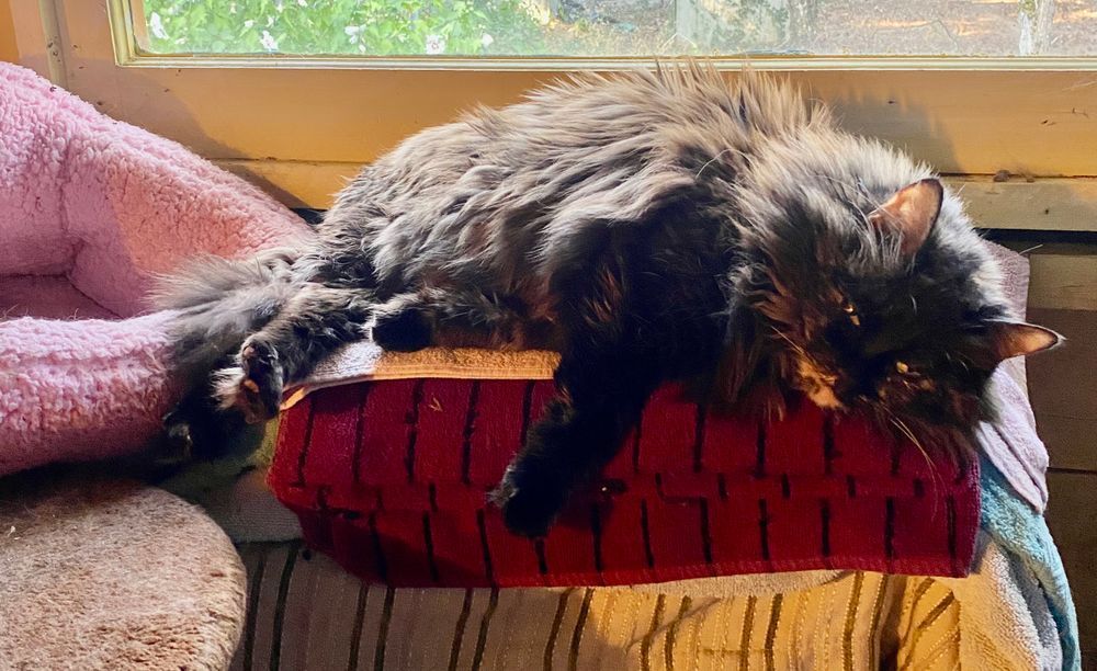 Stella the fluffy tortie happily melts onto her kitty palace in the garage, but only when it's over 85 degrees in there 