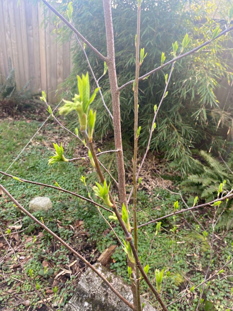 budding Osmoronia! (native plum)