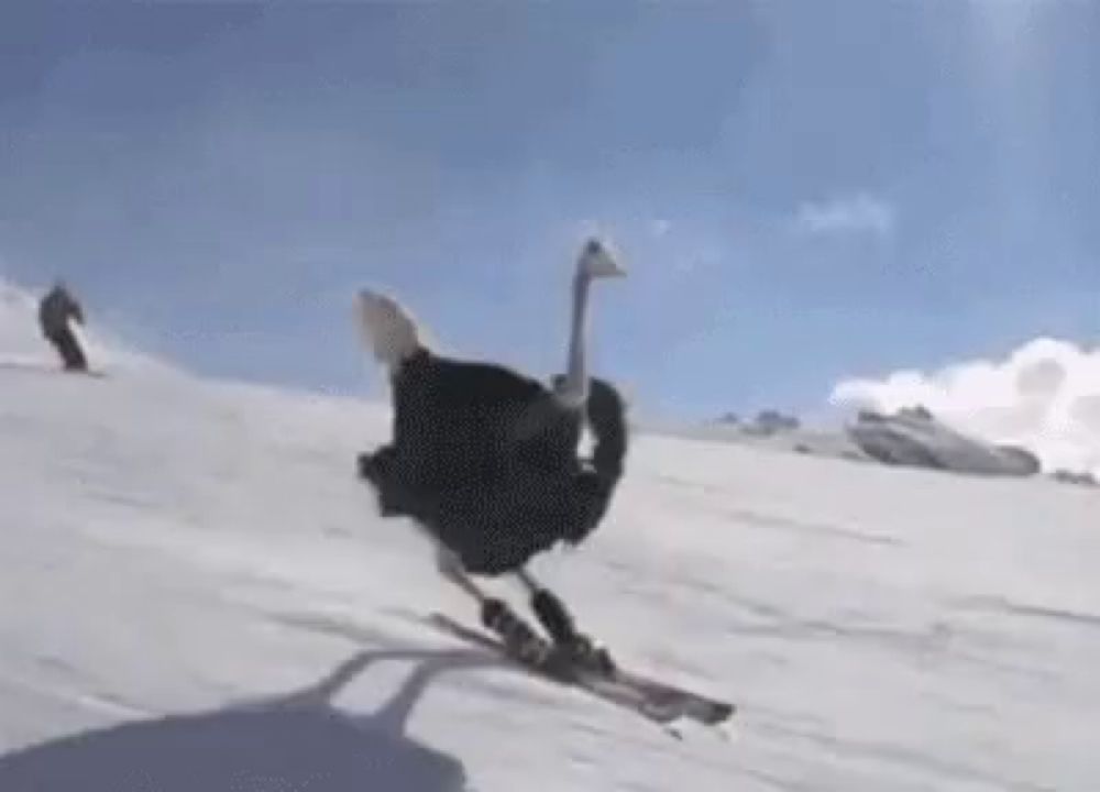 an ostrich is riding skis down a snow covered hill .