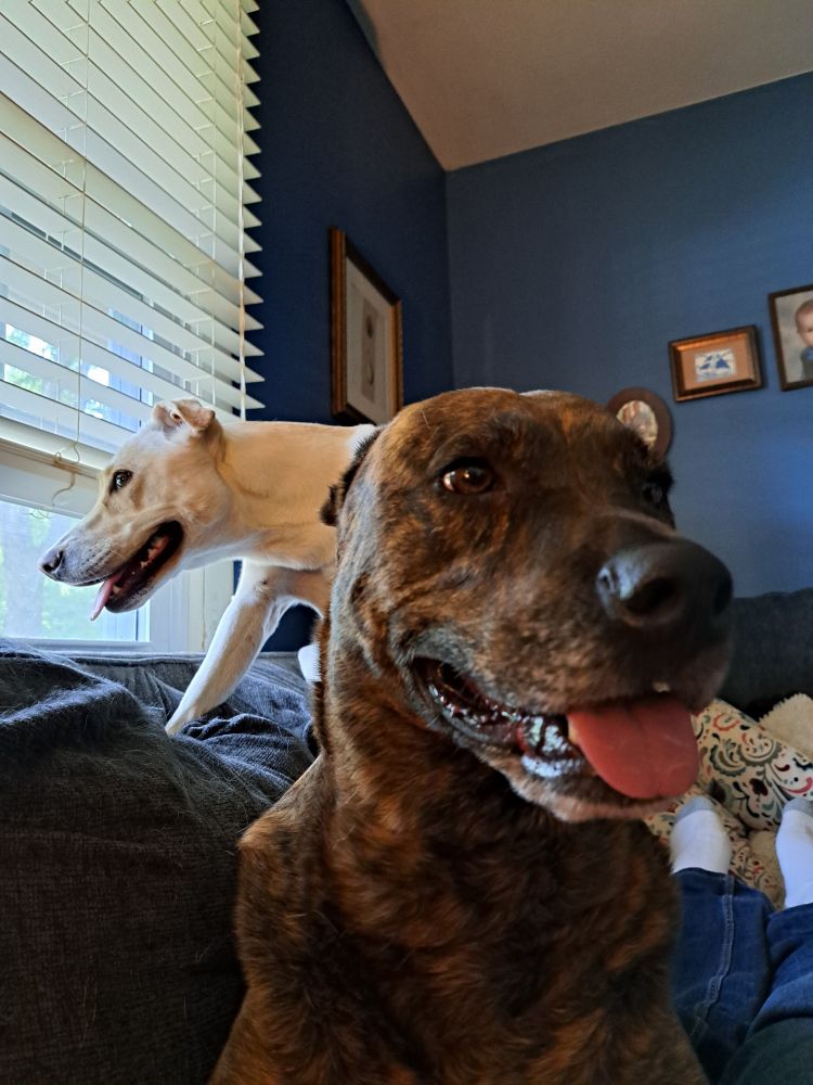 Brindle coat dog, named Abel