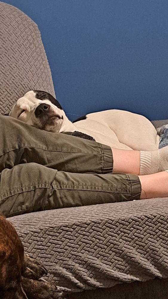 Black and white pittie, named spuds