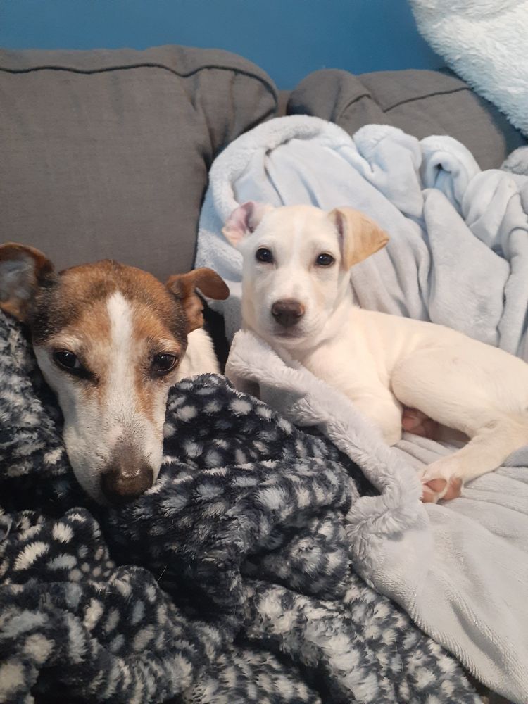 Jack Russell named yeah yeah sitting with a puppy named Wren