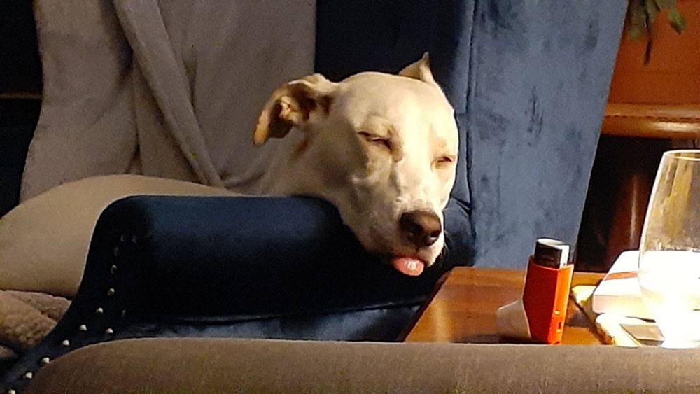 White lab mix, with her tongue sticking out named Wren