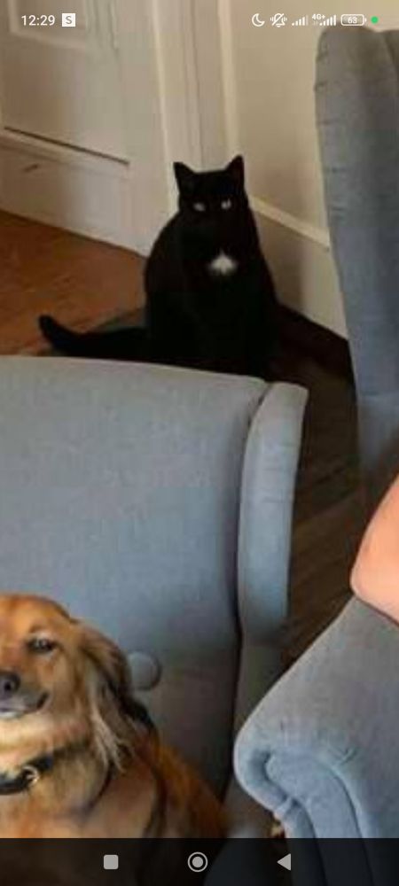 Gato preto com mancha branca no peito olhando com cara séria para um cachorro em uma poltrona 