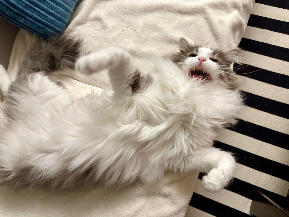 Thor, a fluffy grey and white bicolor half-Ragdoll cat, lying in his back on a cream blanket on a grey sofa, with his mouth open in a meow of indignation. 