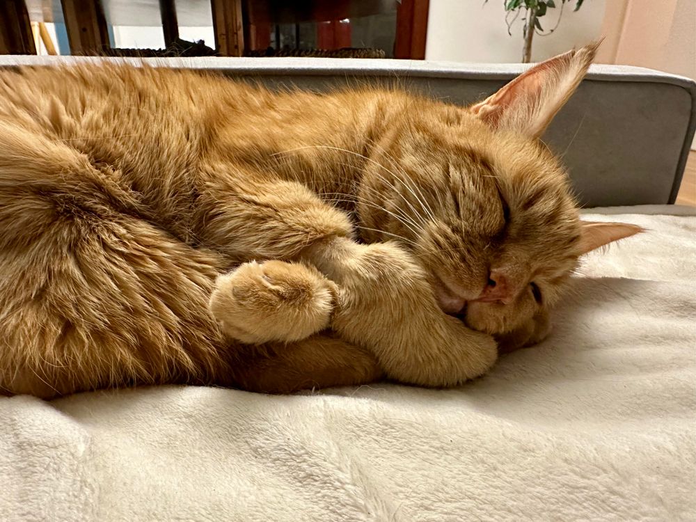 Loki, an orange tabby, sleeping on a cream blanket on a grey sofa. His head is resting on his front paws and it’s super adorable. 