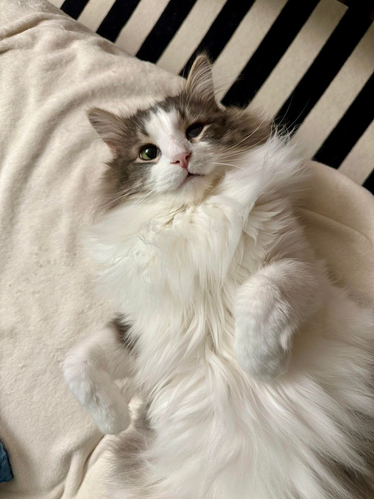 Thor, a fluffy grey and white bicolor half-Ragdoll cat, looking up atchu with a look of confusion and/or indignation on his face. 