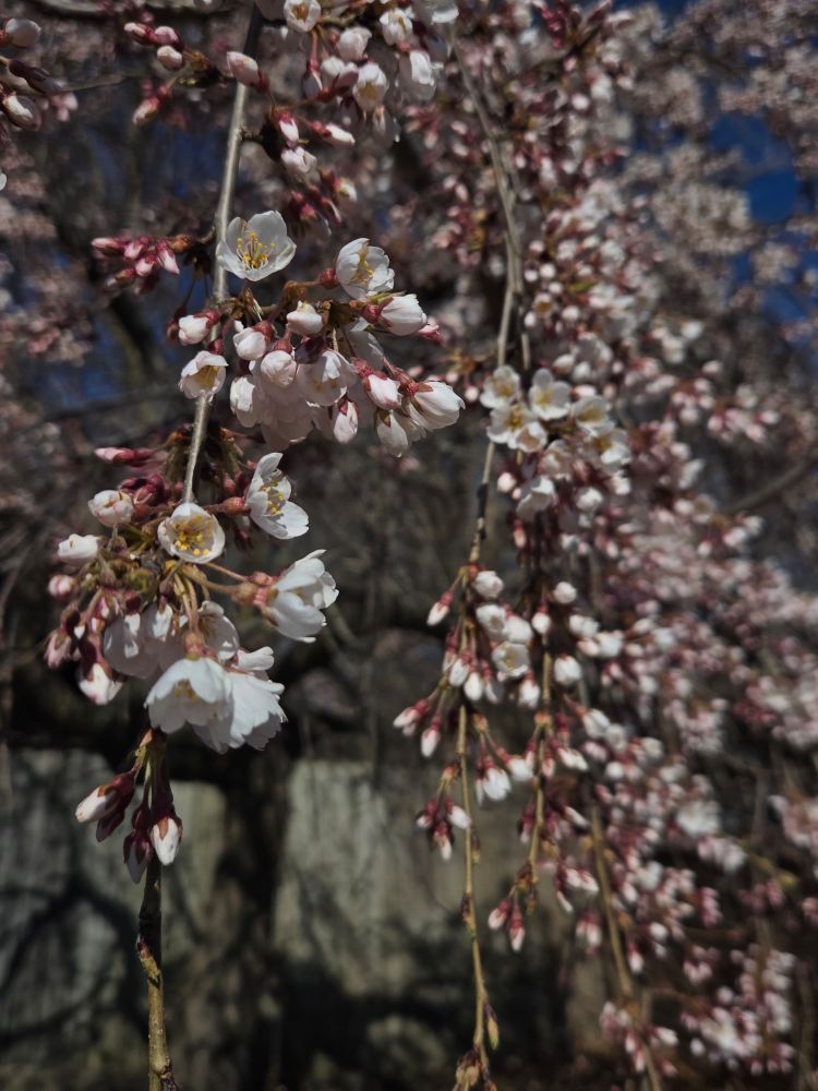A close-up of early-bloom cherry blossoms