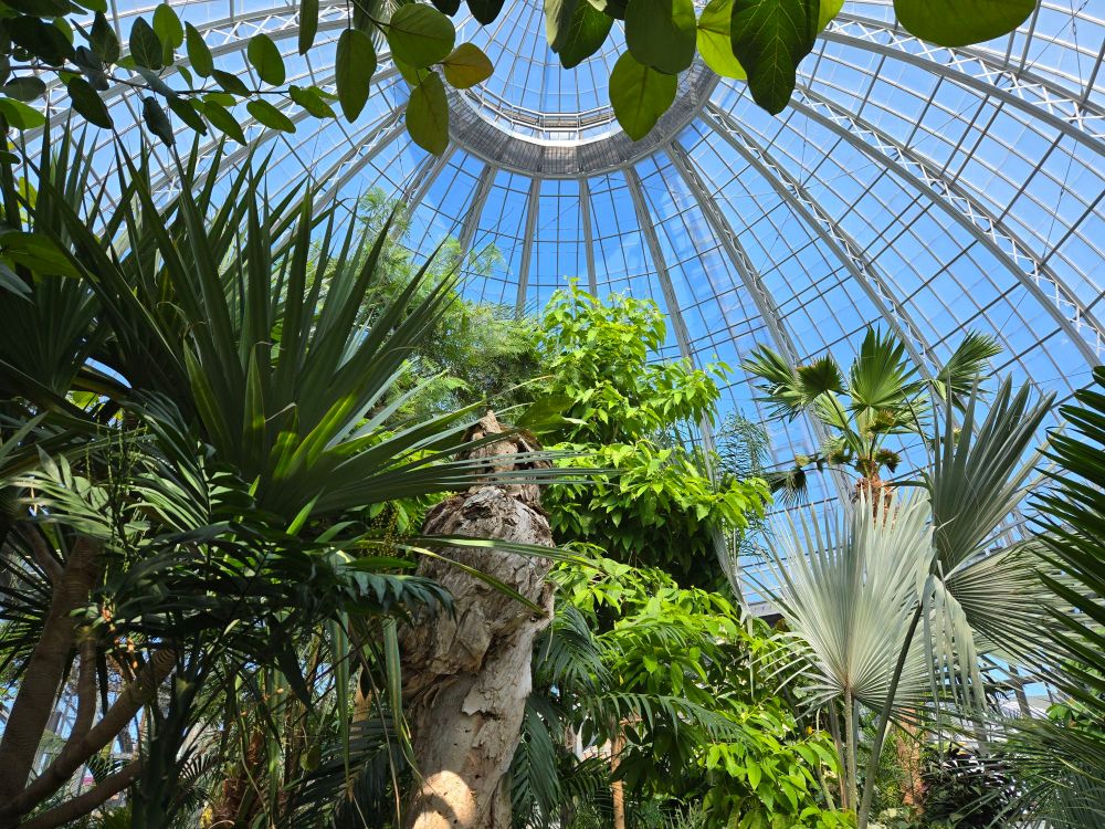 Various palms and trees in a conservatory