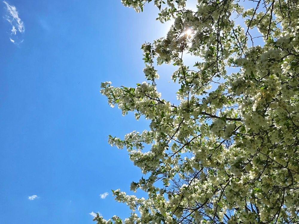 A tree with white flowers framed against the sun and blue sky