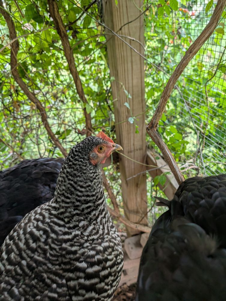 A Barred Rock chicken looking noble