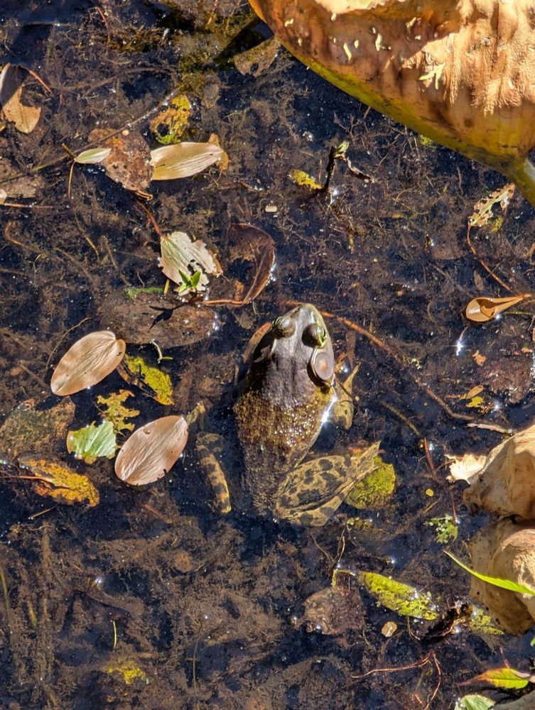 A frog in shallow water among leaves