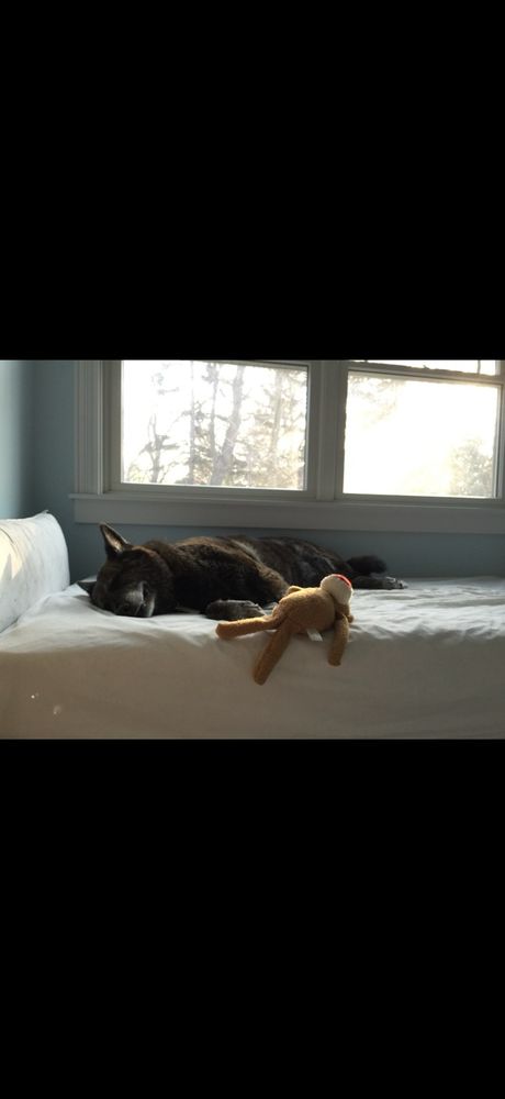 Noni. My soul. The reason I found Linus. We (she & I) lost our heart, Spikey, she was fading, I couldn’t lose her too.