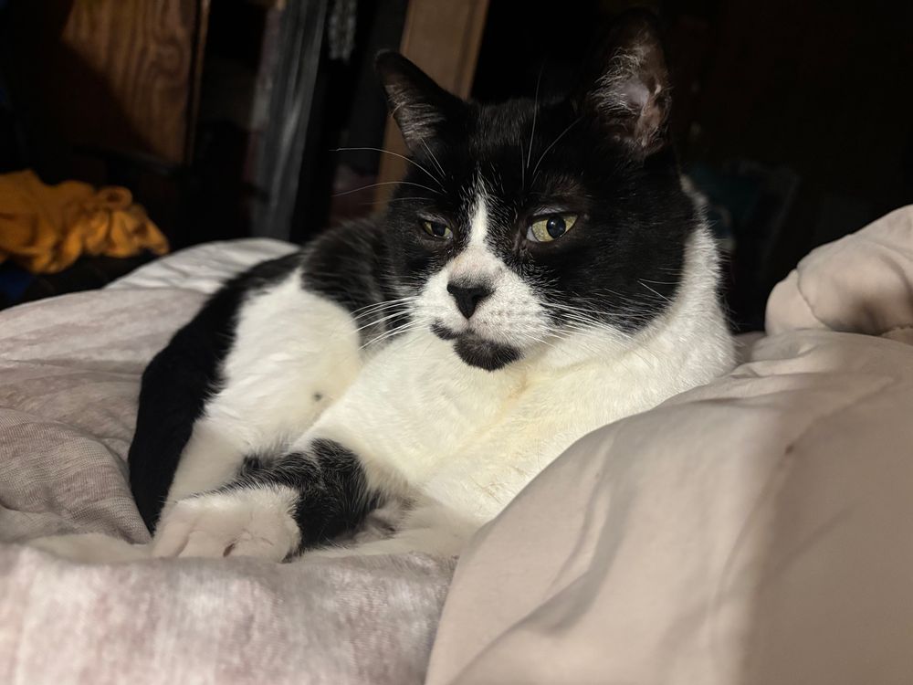 A photo of a black and white cat sitting on a bed. He looks exhausted. Deeply morose. Still, he presses on with dignity.