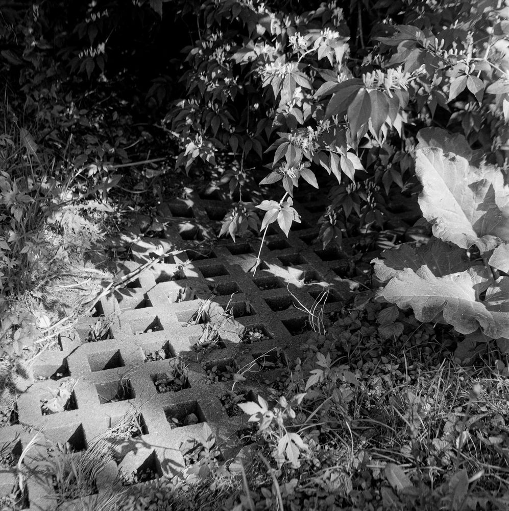 A concrete slab forms a diagonal grid. Above it, an arching branch of honeysuckle.