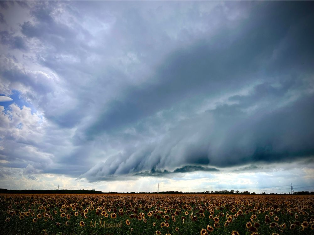 Low hanging clouds above a field of prairie sunflowers. 