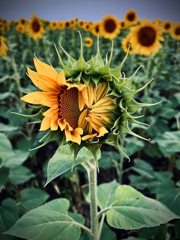 The left third of a sunflower unfurls while the right side plays catch-up.