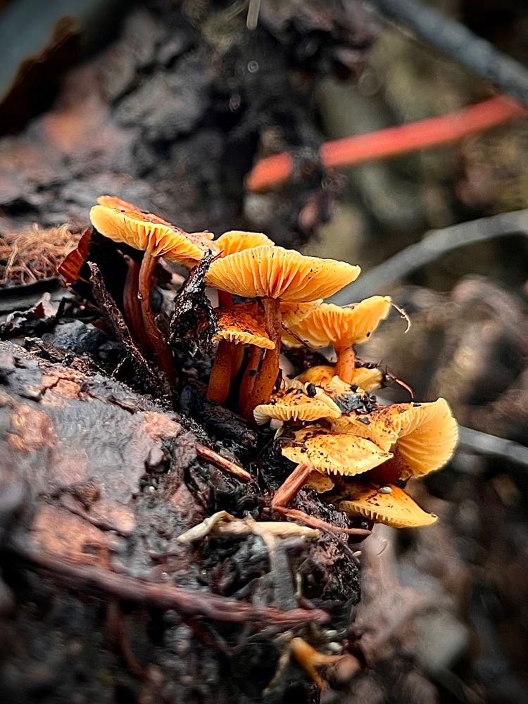 A clump of orange velvet foot mushrooms springs up from a rotting willow stump.