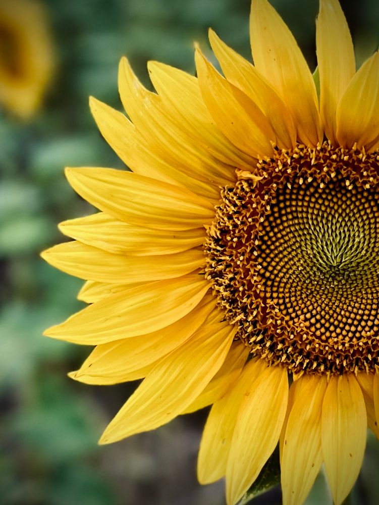 Close-up photo of the left half of a sunflower in full bloom showcasing the spiralling pattern of the seeds in its centre. 