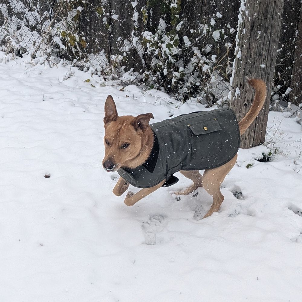 A tawny dog in an olive coat outside in the snow