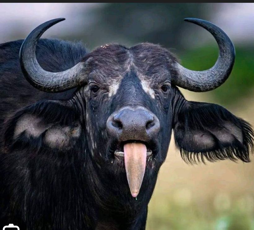 Black Cape Buffalo sticking out tongue. 
