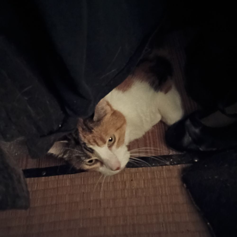 A large calico cat mostly hidden behind hanging clothes, with her head lying on the edge of a bamboo mat, looking into the camera.