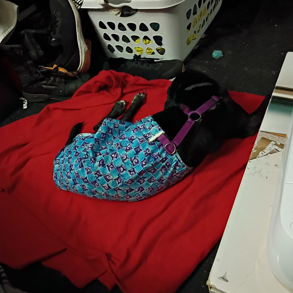 Medium size black dog wearing a checkered blue and purple skirt and purple walking harness, lying facing away on a red blanket.