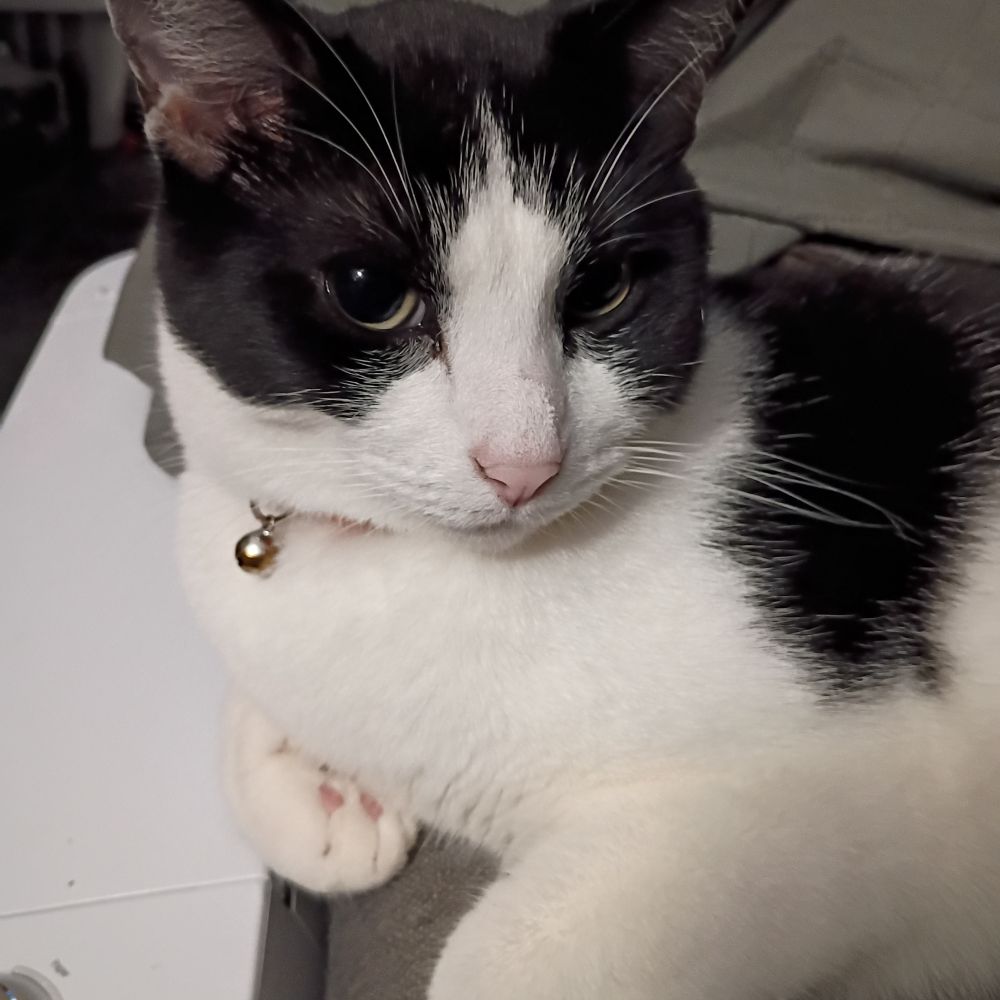 Black and white cat coyly regarding the camera
