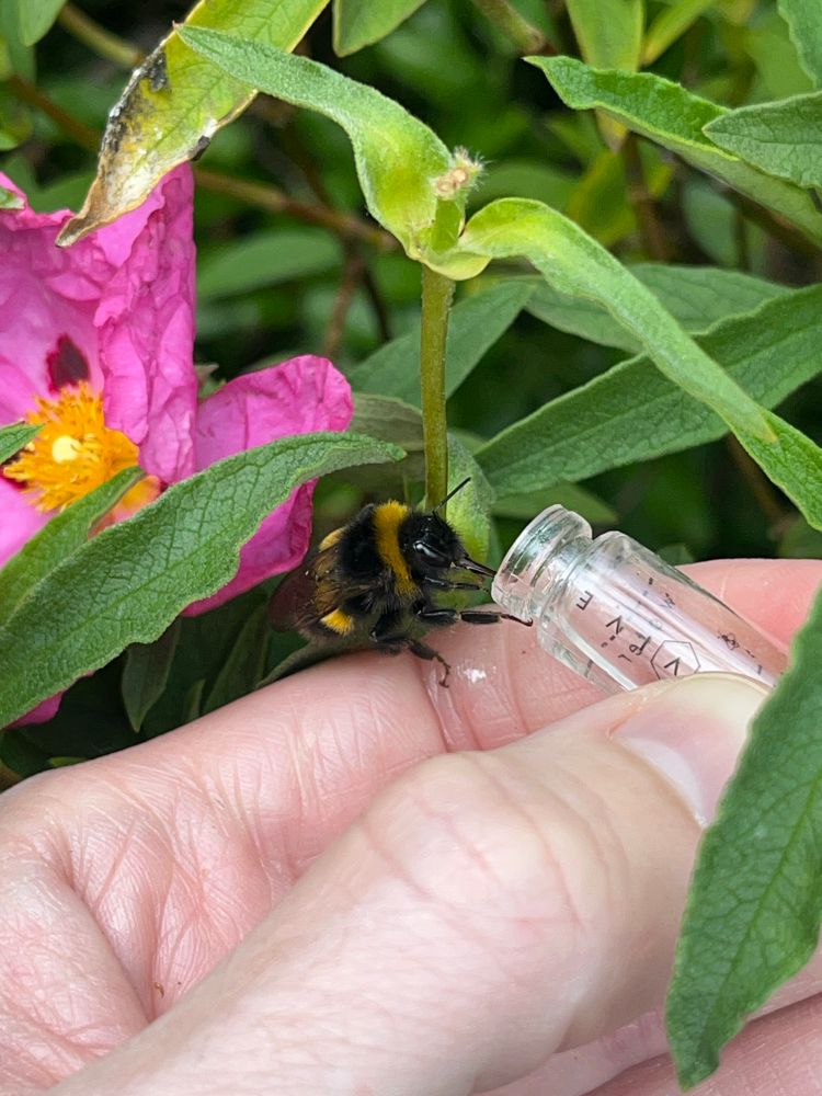 A bee resting on my index finger as it sips from the tiny Beevive sugar water container I’m holding with the same hand