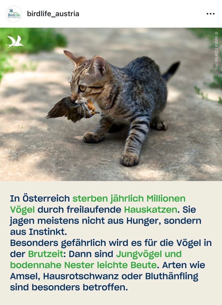 In Österreich sterben jährlich Millionen Vögel durch freilaufende Hauskatzen. Sie jagen meistens nicht aus Hunger, sondern aus Instinkt.
Besonders gefährlich wird es für die Vögel in der Brutzeit: Dann sind Jungvögel und bodennahe Nester leichte Beute. Arten wie Amsel, Hausrotschwanz oder Bluthänfling sind besonders betroffen.